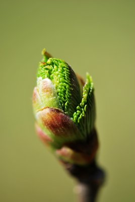 Ulmus glabra 'Exoniensis' - jilm drsný - jarní pučení